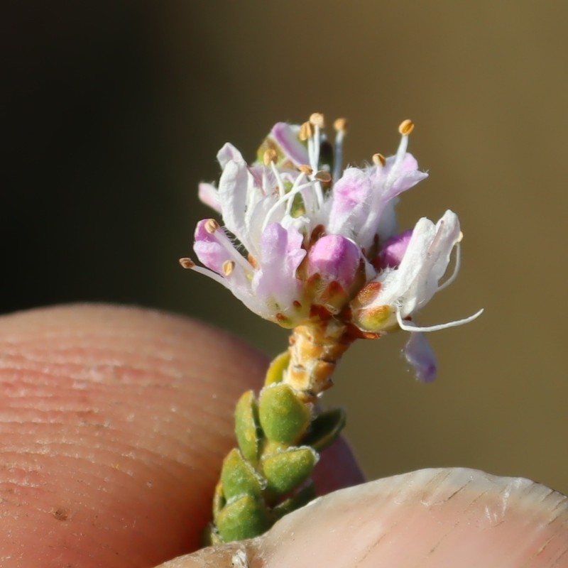 Agathosma squamosa photo 6