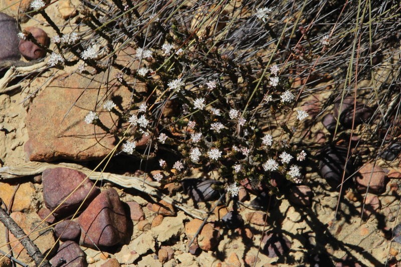Agathosma squamosa photo 7