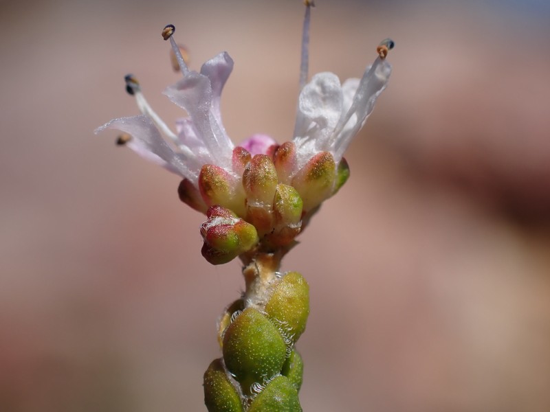 Agathosma squamosa photo 8