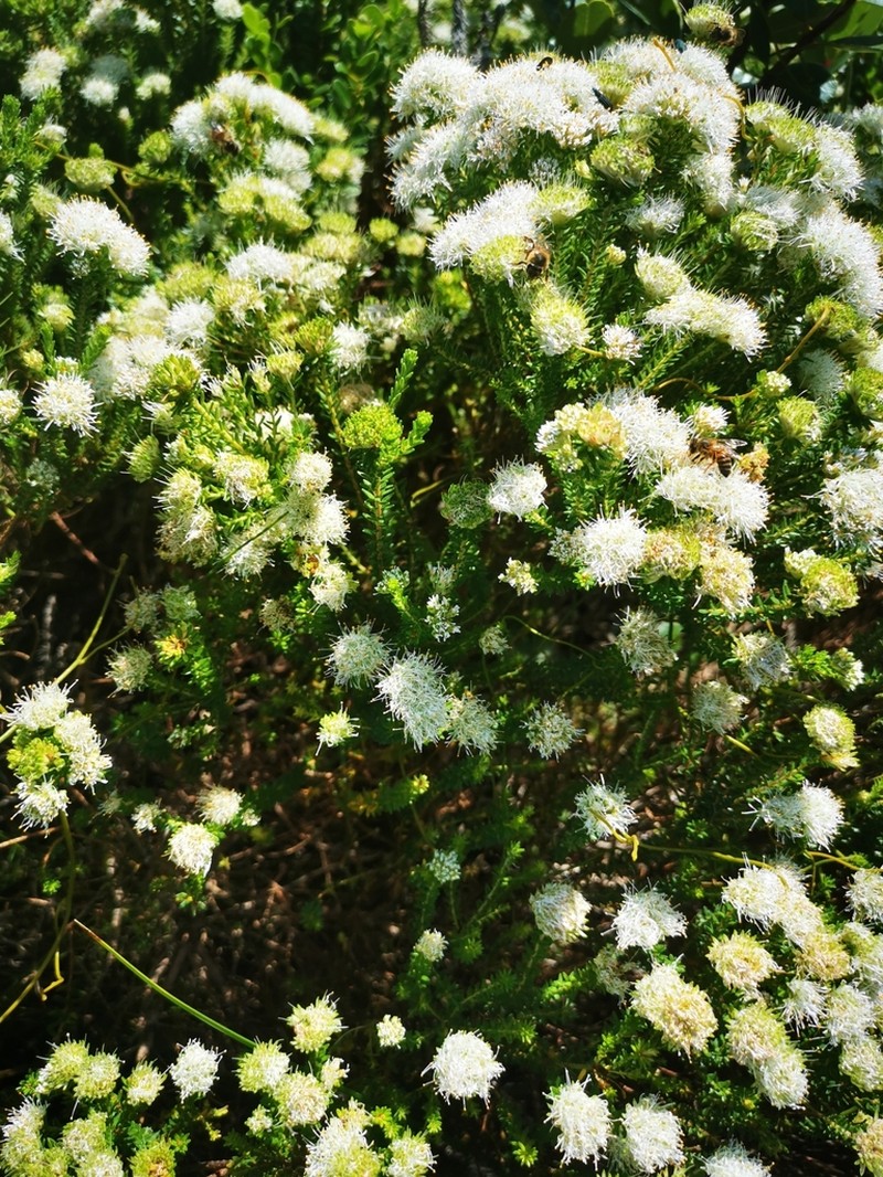 Agathosma stenopetala photo 2