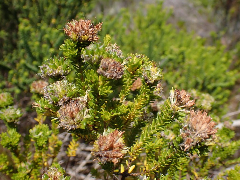 Agathosma stenopetala photo 3