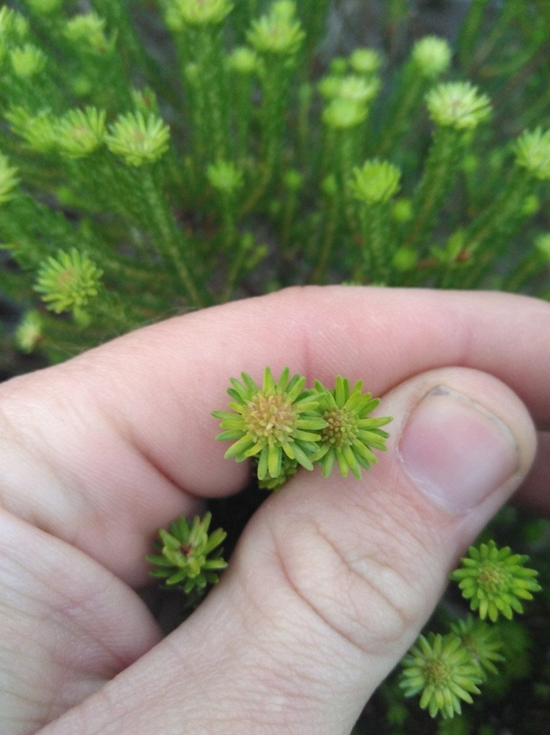 Agathosma stenopetala photo 4