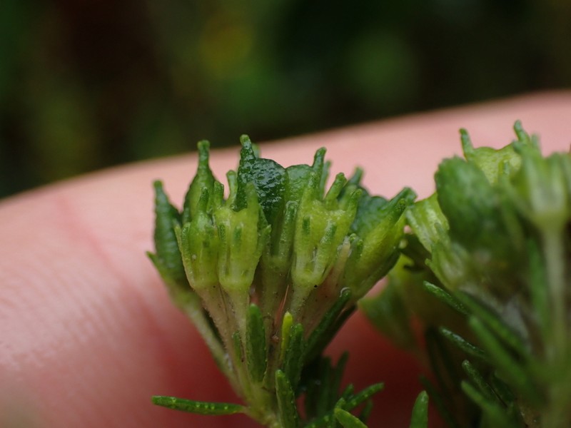 Agathosma stenopetala photo 5