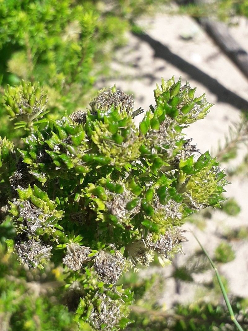 Agathosma stenopetala photo 6
