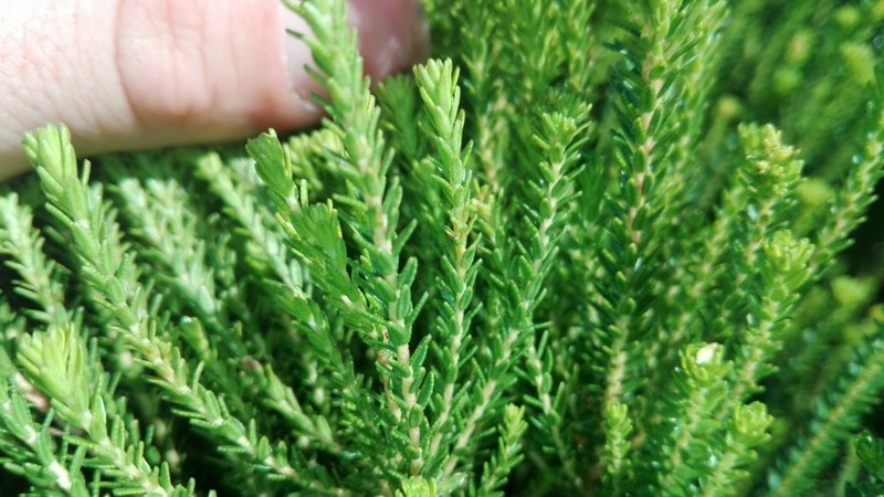 Agathosma stenopetala photo 7