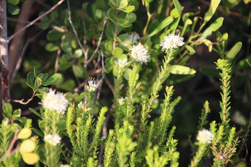 Agathosma stenopetala photo 8