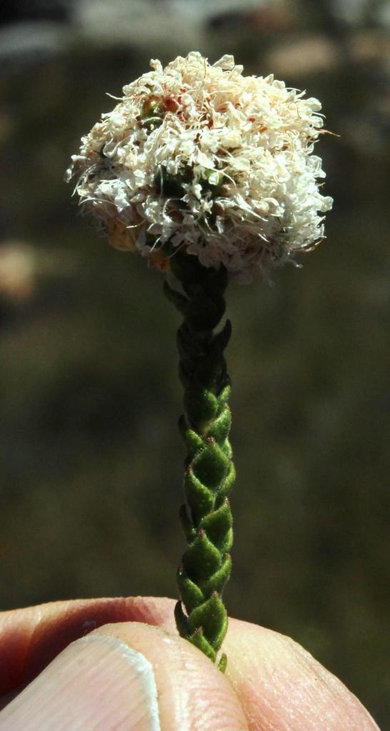 Agathosma stilbeoides