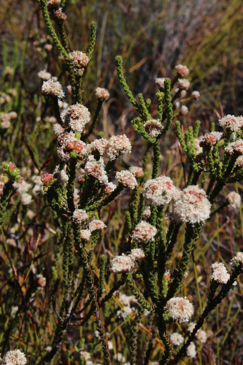 Agathosma stilbeoides photo 2