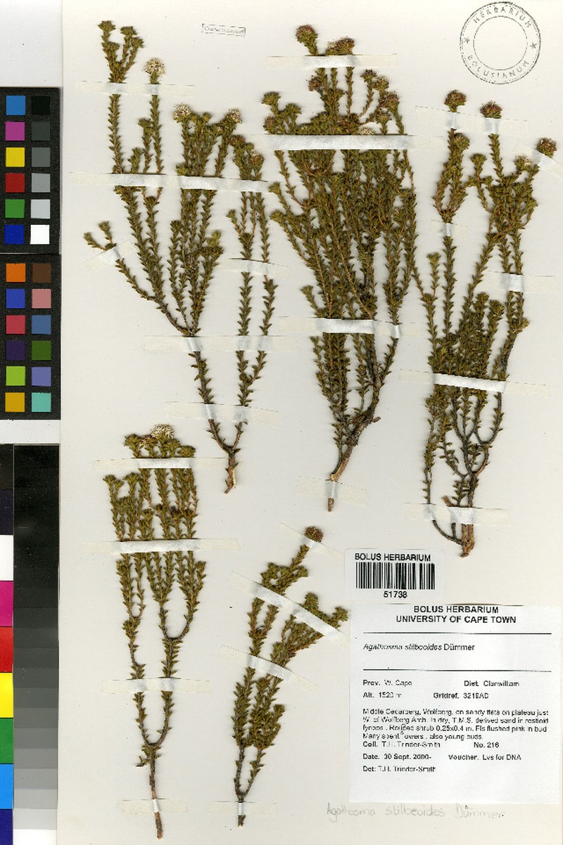 Agathosma stilbeoides photo 3