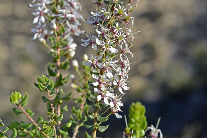 Agathosma stipitata