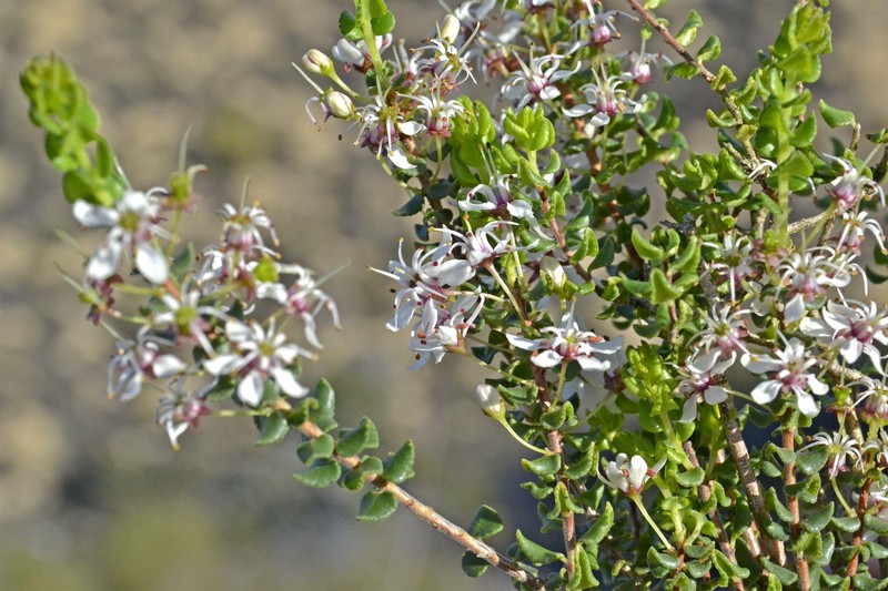 Agathosma stipitata photo 2
