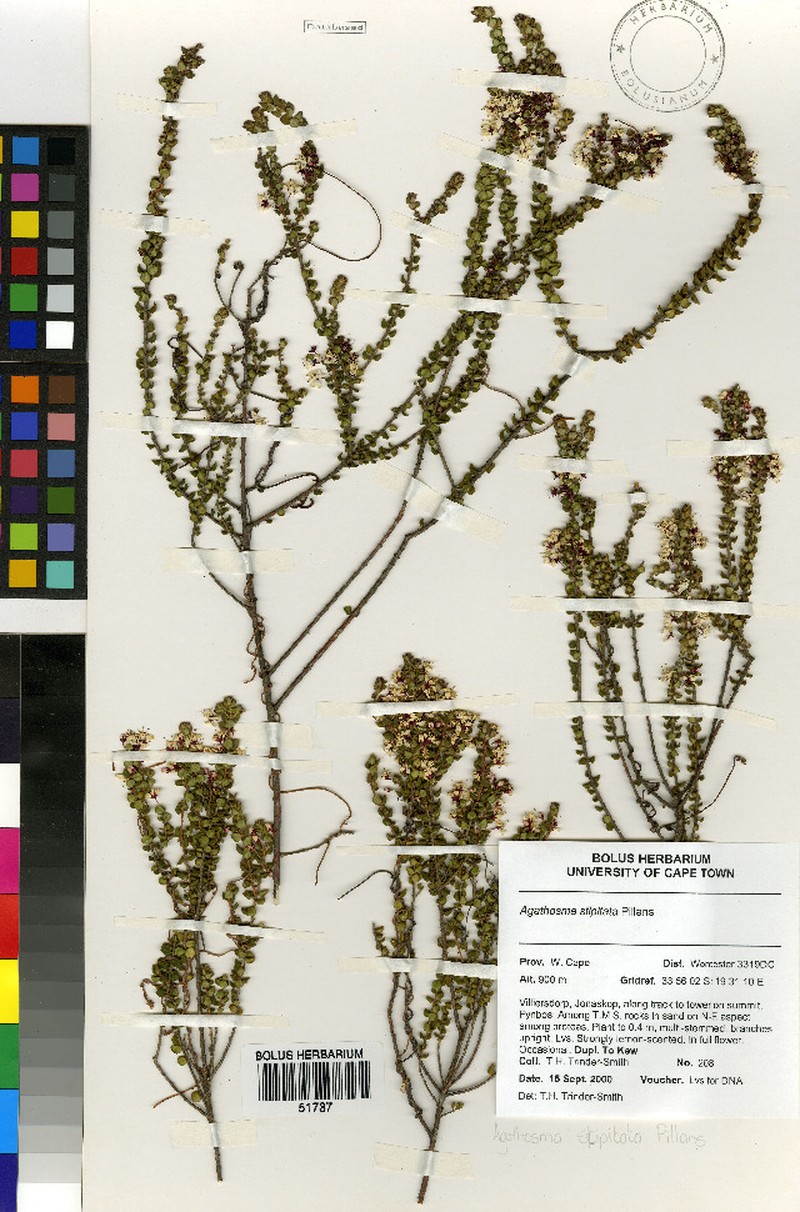Agathosma stipitata photo 3