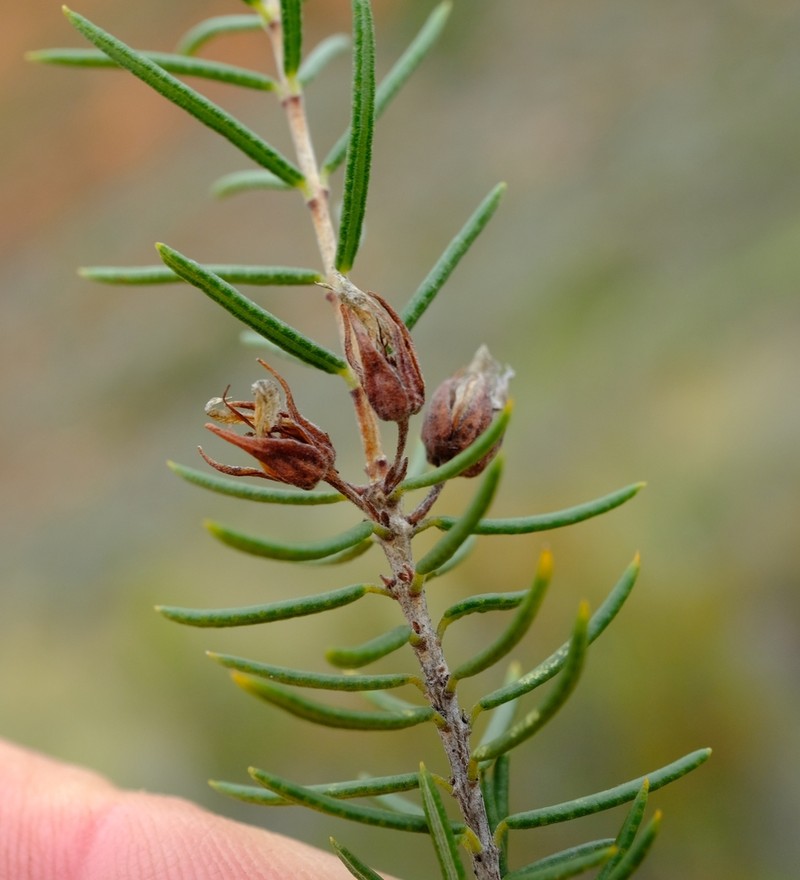 Agathosma subteretifolia