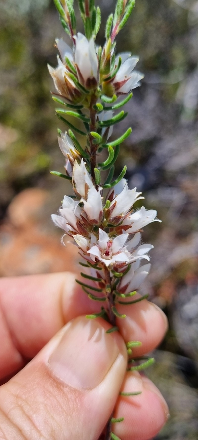 Agathosma subteretifolia photo 2