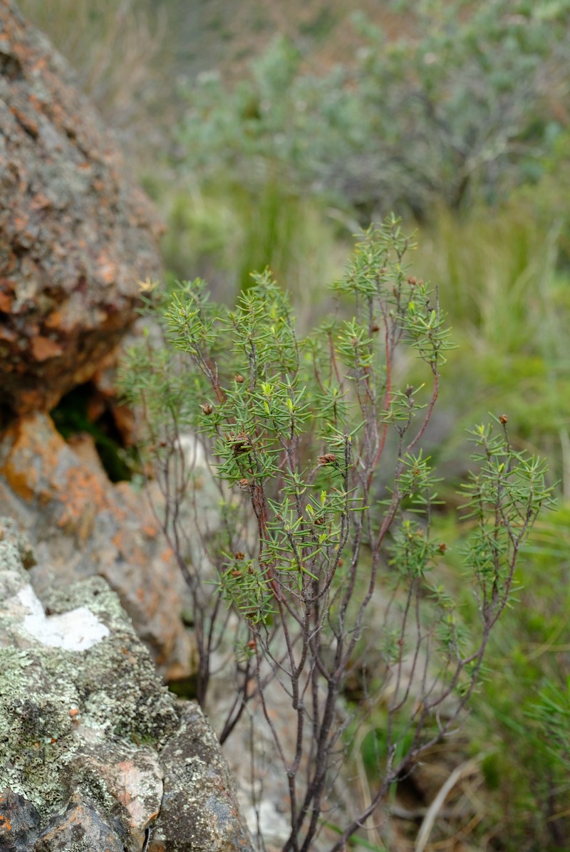 Agathosma subteretifolia photo 3