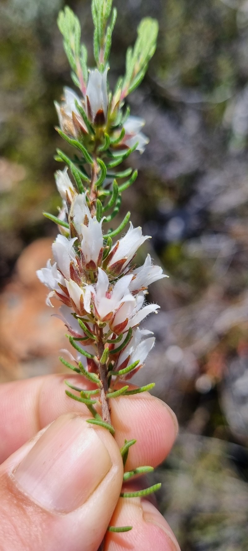 Agathosma subteretifolia photo 4