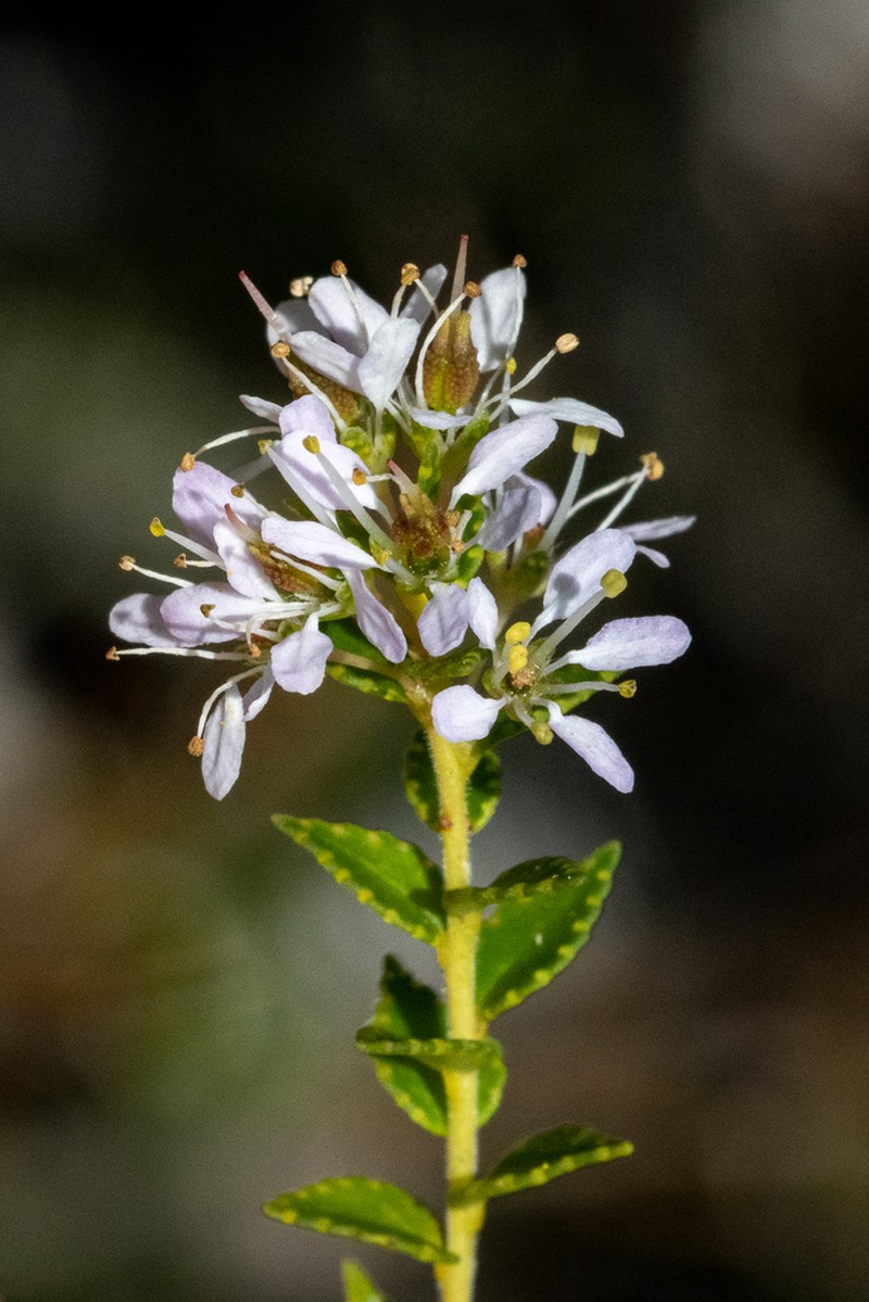 Agathosma tabularis