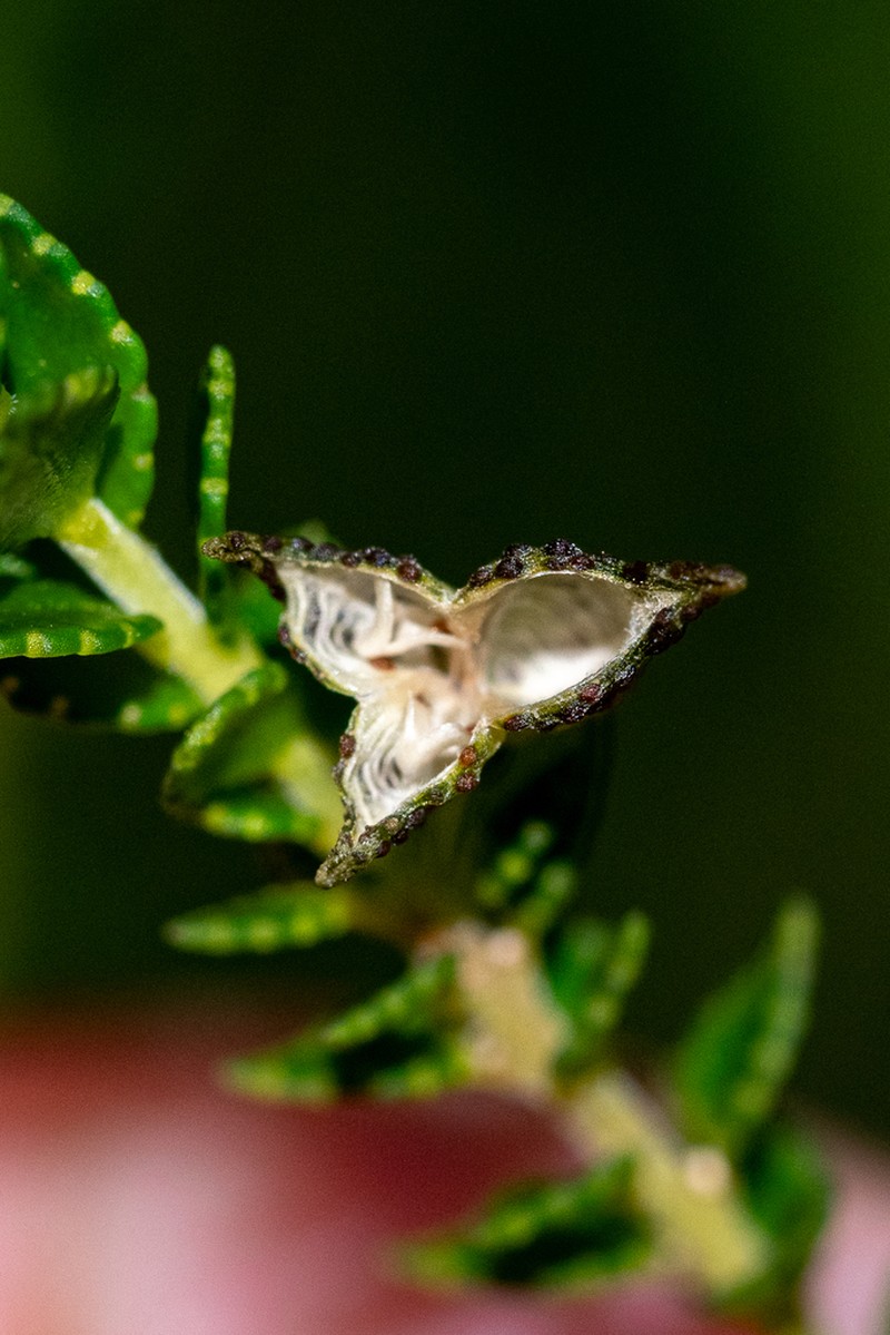Agathosma tabularis photo 2
