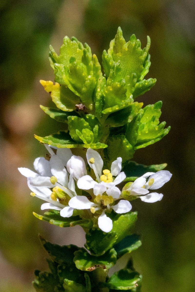 Agathosma tabularis photo 3