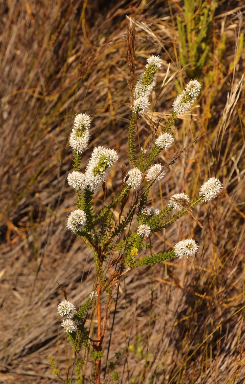 Agathosma tabularis photo 4