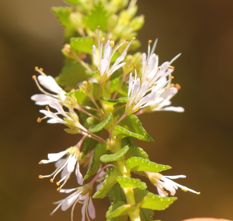 Agathosma tabularis photo 5