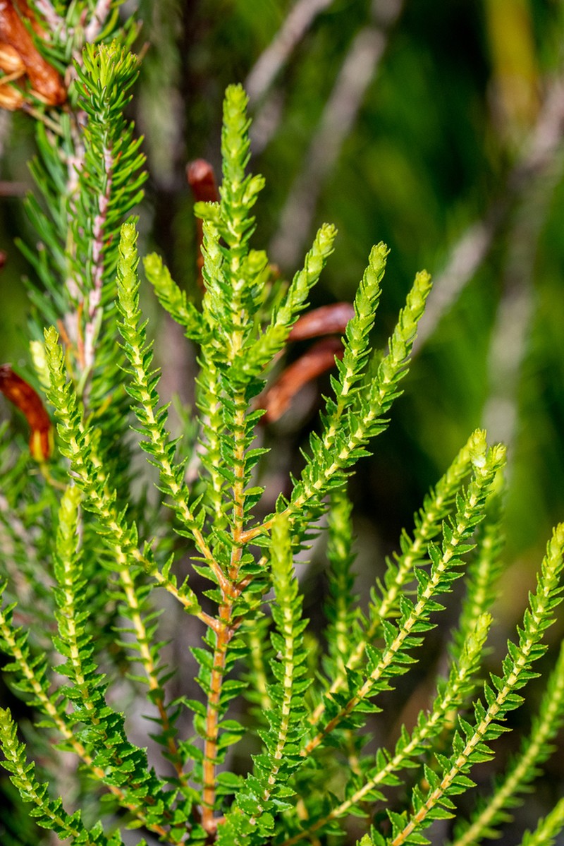 Agathosma tabularis photo 6
