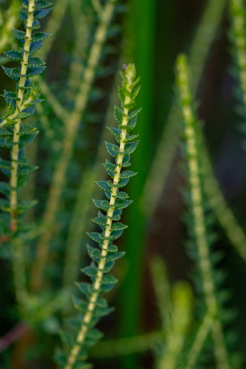 Agathosma tabularis photo 7