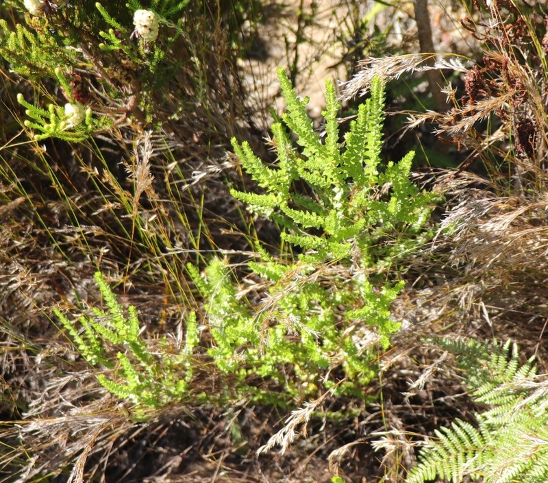 Agathosma tabularis photo 8