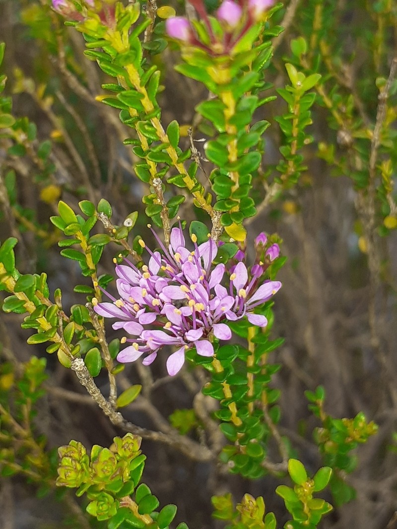 Agathosma thymifolia photo 2