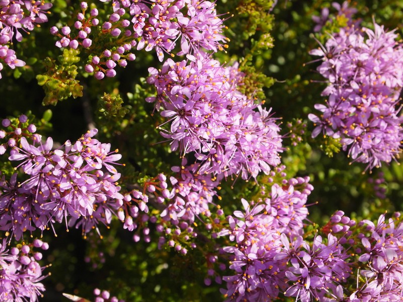 Agathosma thymifolia photo 3