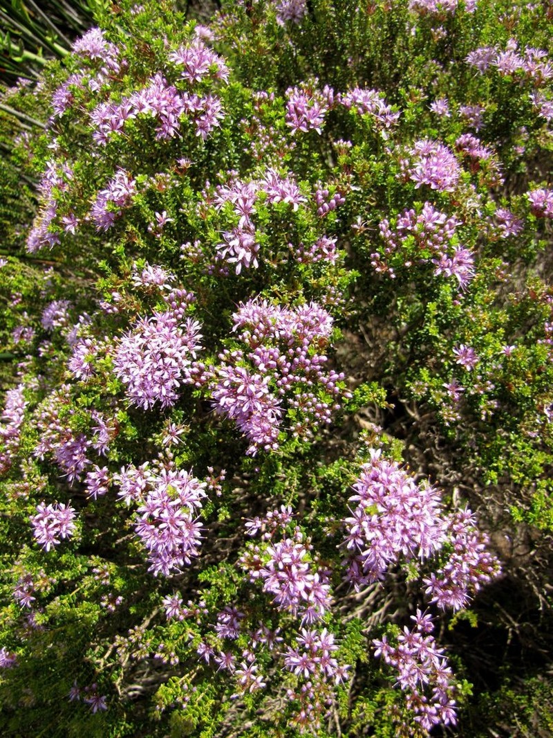 Agathosma thymifolia photo 4