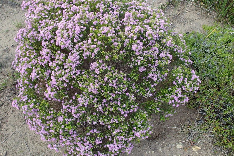 Agathosma thymifolia photo 5