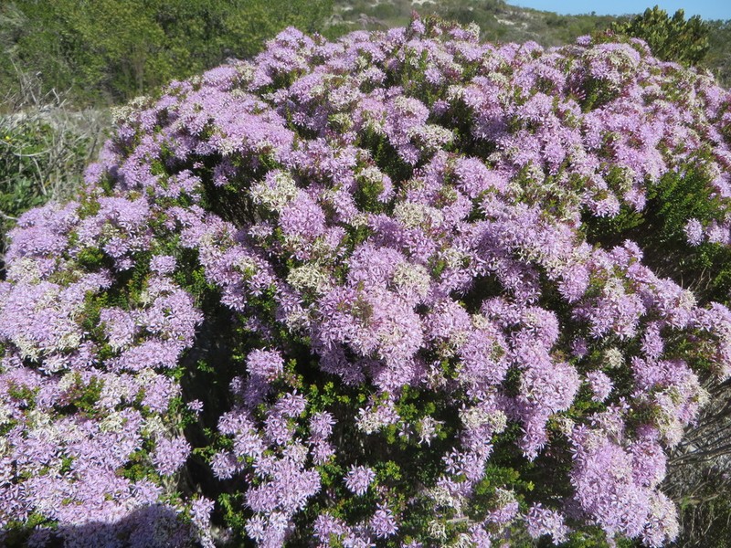 Agathosma thymifolia photo 6