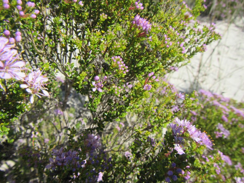 Agathosma thymifolia photo 8