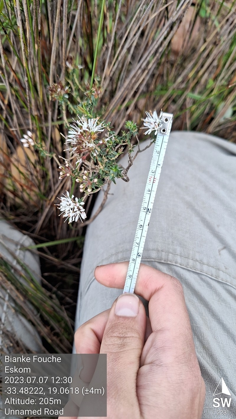 Agathosma trichocarpa