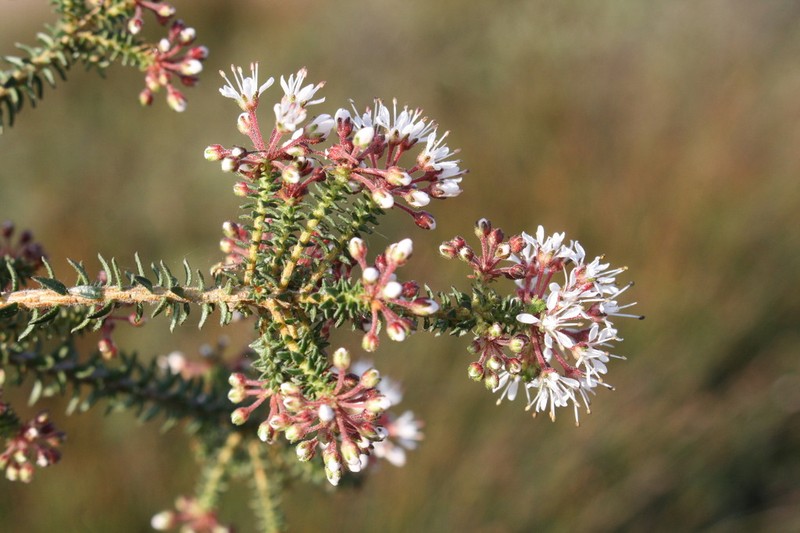 Agathosma trichocarpa photo 2