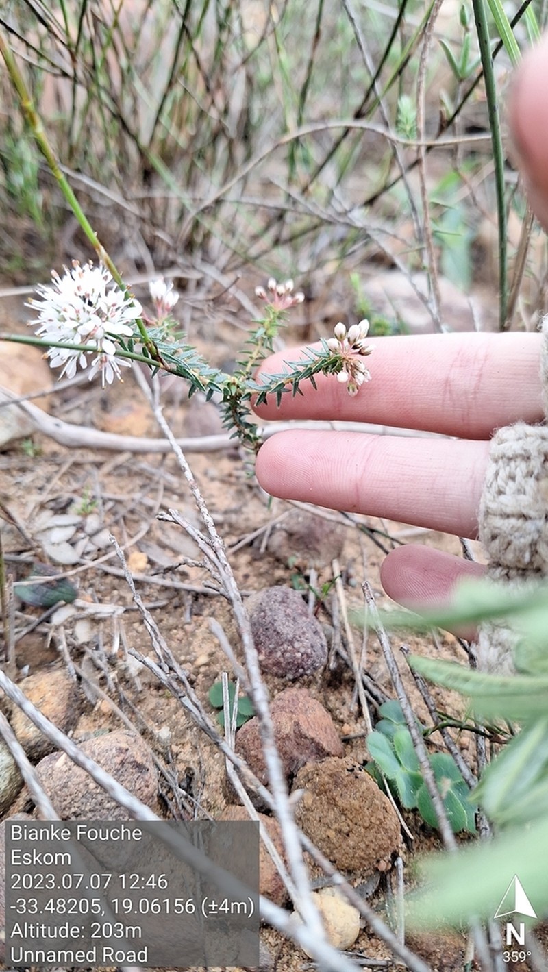 Agathosma trichocarpa photo 3