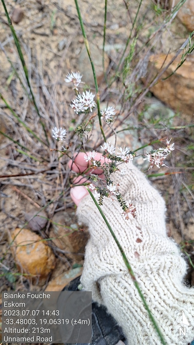 Agathosma trichocarpa photo 4
