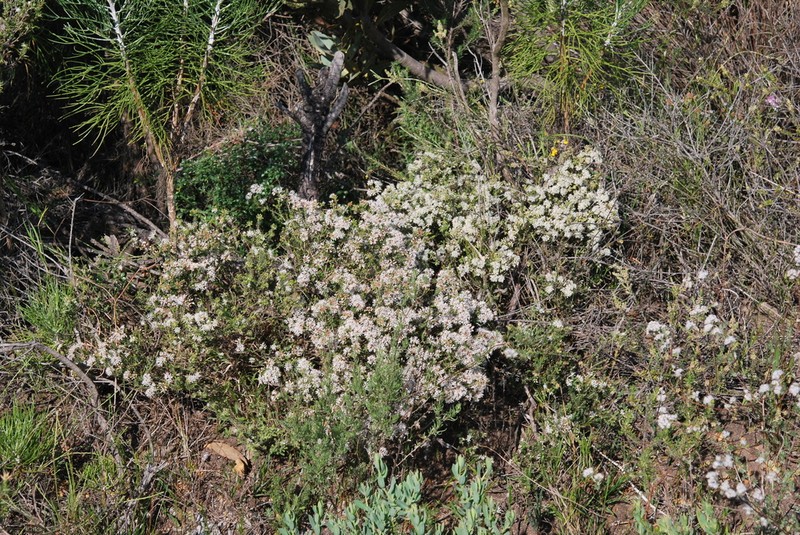 Agathosma trichocarpa photo 5