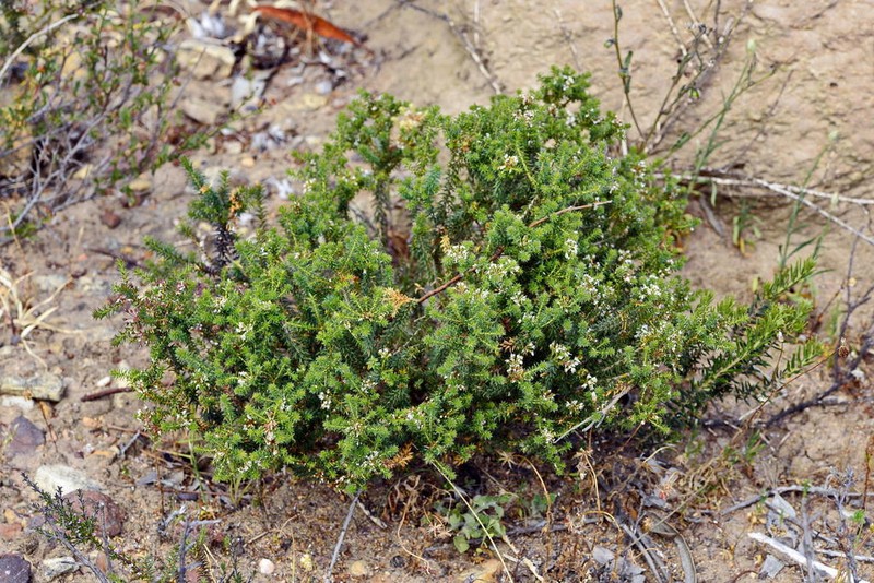 Agathosma trichocarpa photo 6
