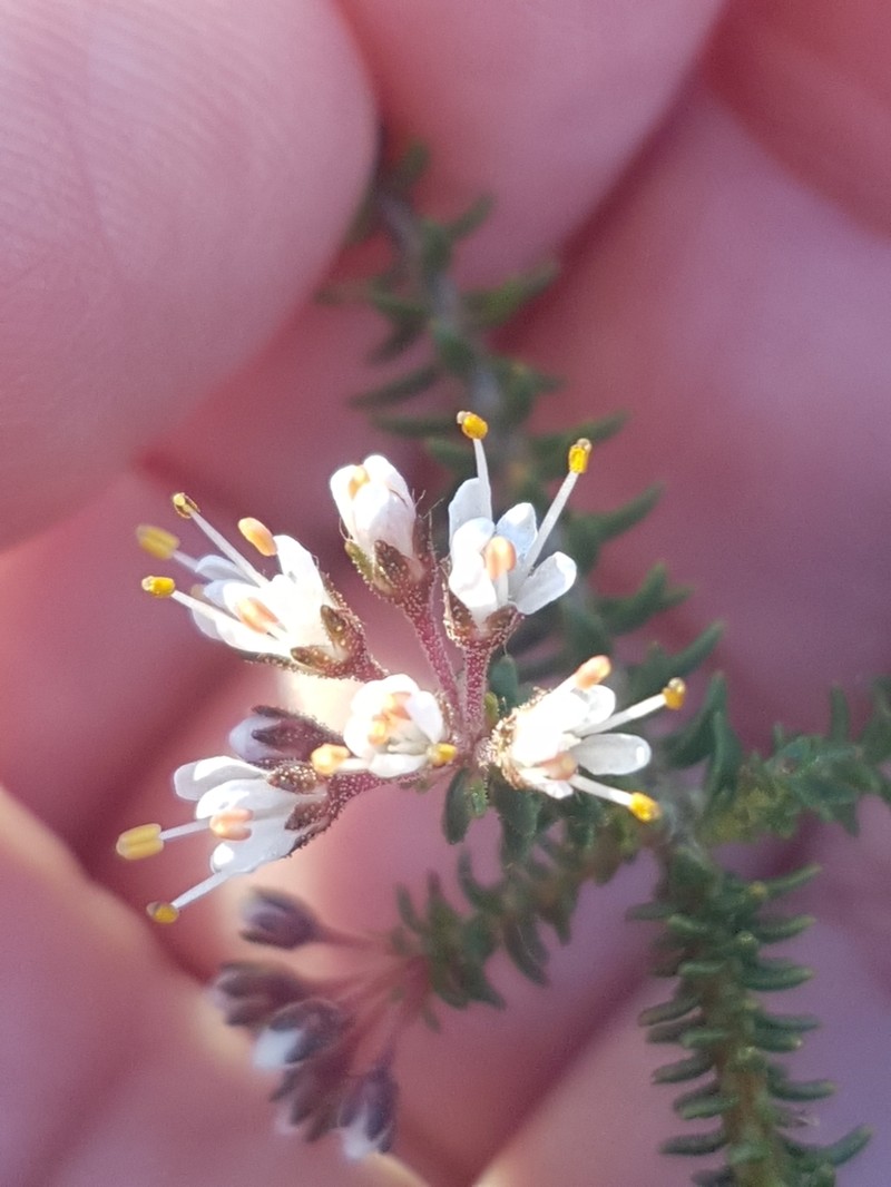Agathosma trichocarpa photo 7