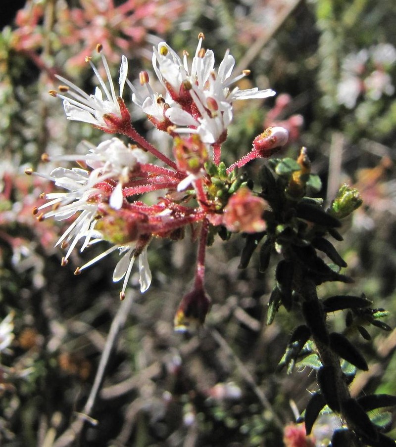 Agathosma trichocarpa photo 8