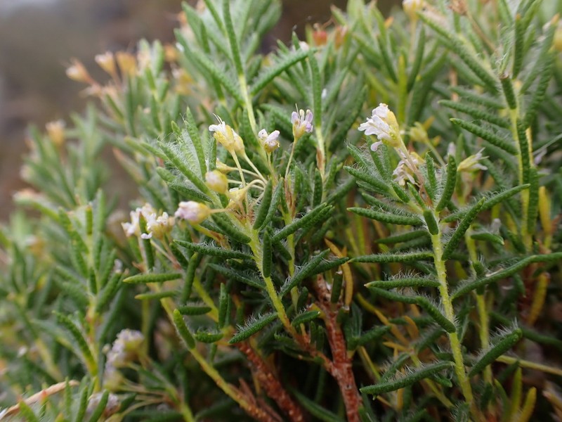 Agathosma tulbaghensis