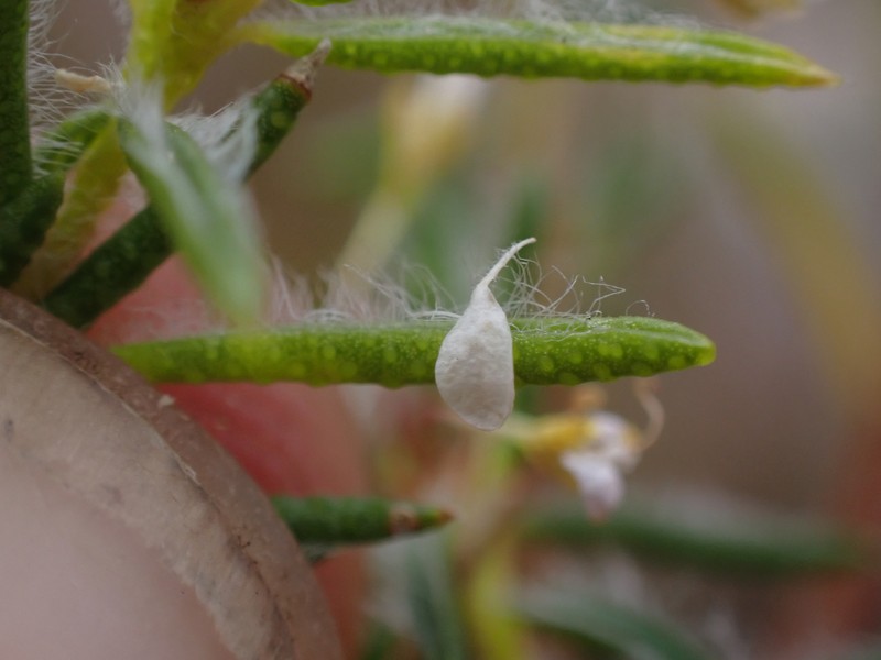 Agathosma tulbaghensis photo 2