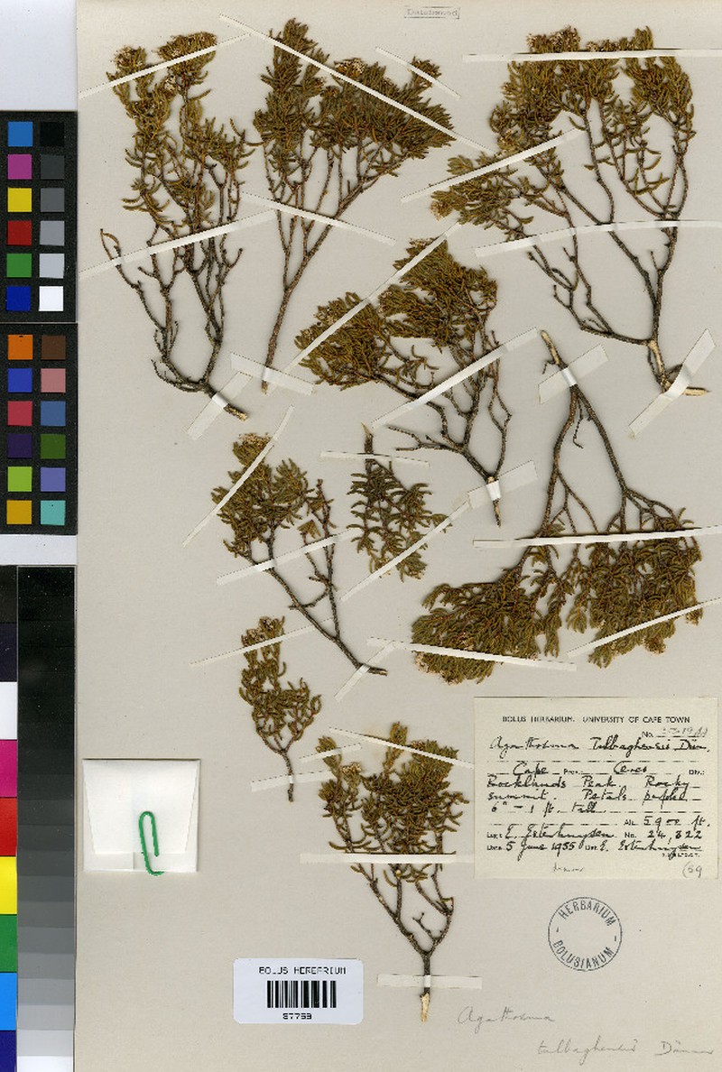 Agathosma tulbaghensis photo 3