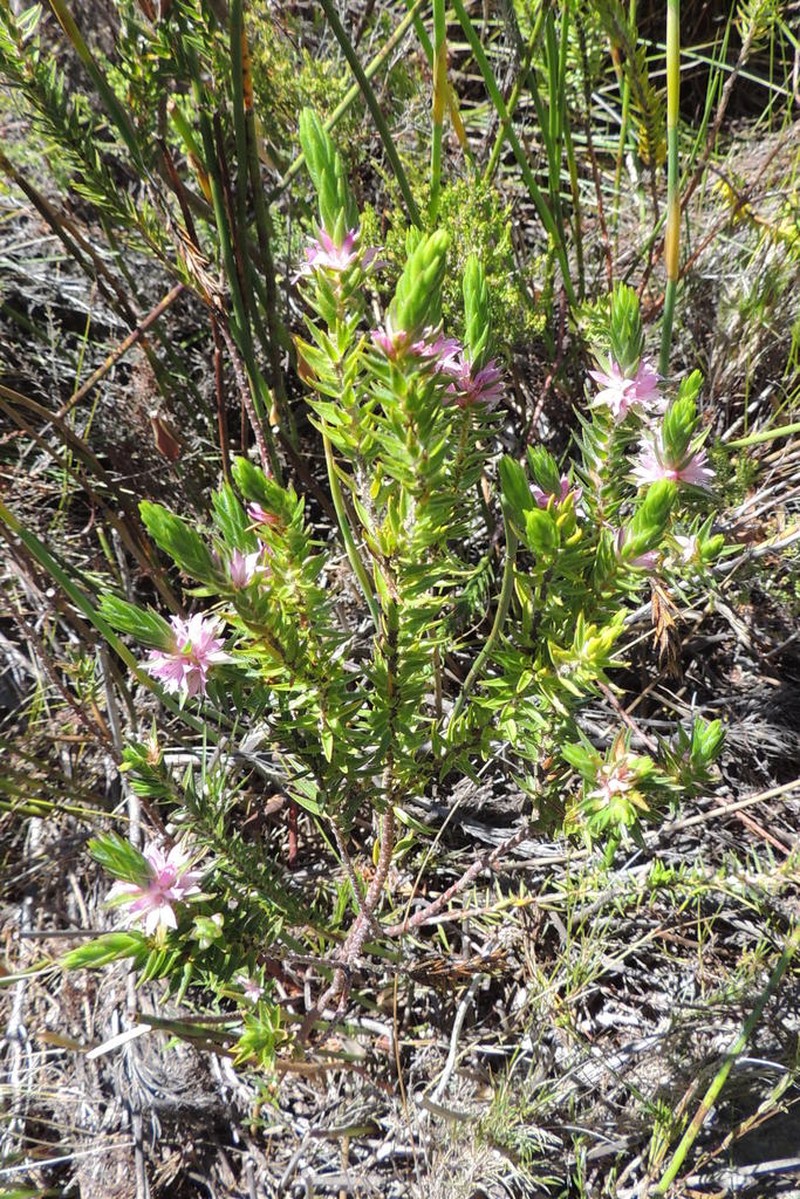 Agathosma umbonata