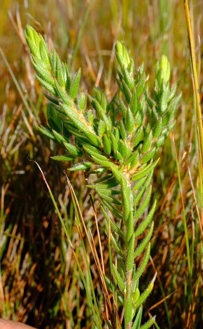 Agathosma umbonata photo 2