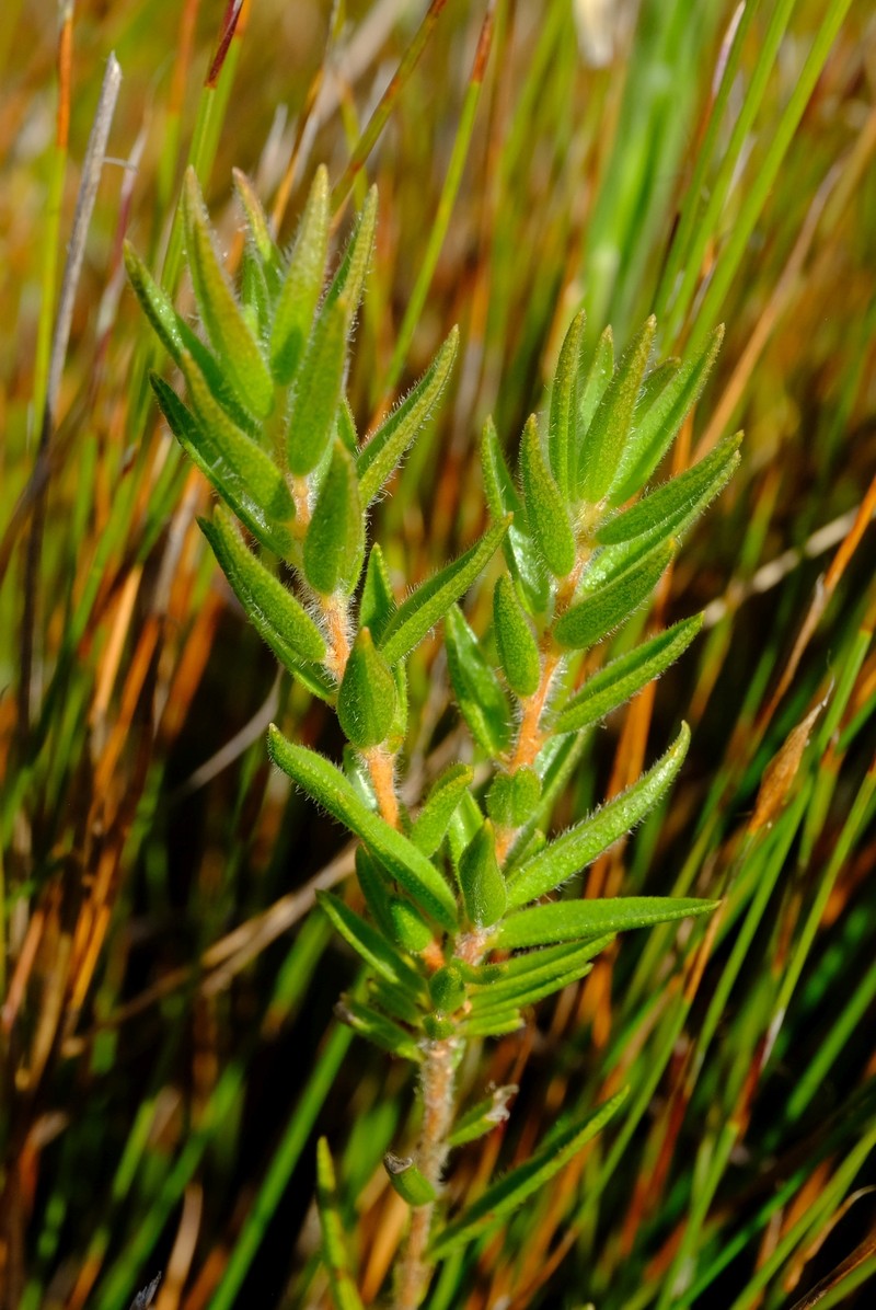Agathosma umbonata photo 3