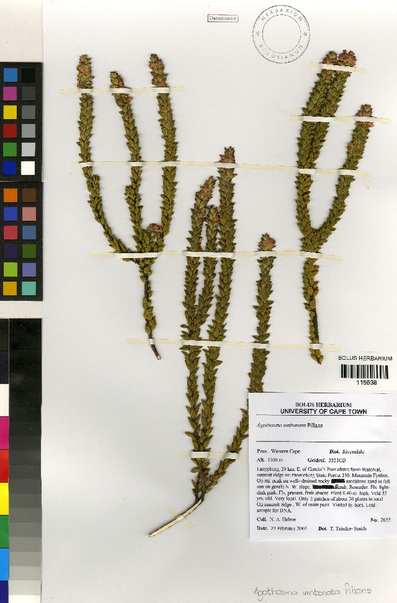 Agathosma umbonata photo 5