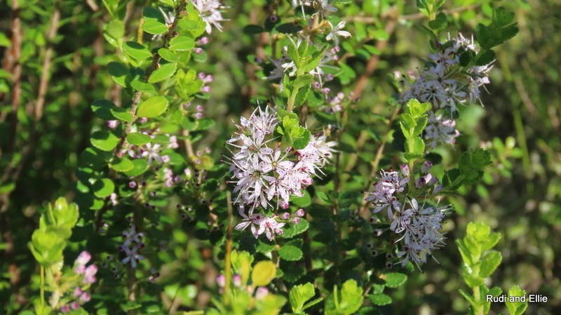Agathosma venusta